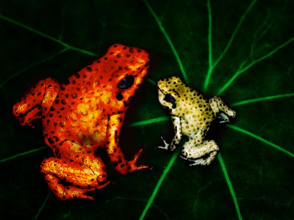 Creation of ladyfrog: Final Result